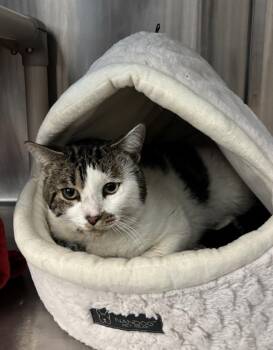 Domestic Short Hair Cats Available for Adoption - Philies | PetCurious