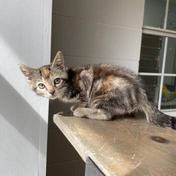 Cold Stone Creamery -  Domestic Short Hair Cat Available for Adoption in Carencro, Louisiana - Cold Stone Creamery | PetCurious