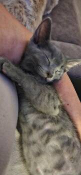 Riker -  Domestic Short Hair Cat for Adoption in Mokena, Illinois - Riker | PetCurious