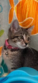 Andi -  Tabby Cat for Adoption in San Antonio, Texas - Andi | PetCurious
