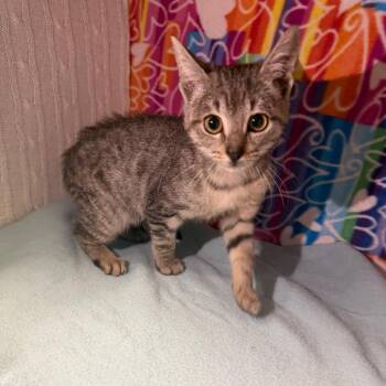 Moonstone -  Domestic Short Hair Cat for Adoption - Moonstone | PetCurious