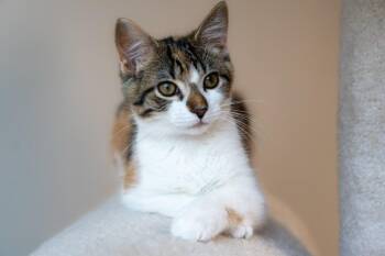 Gingersnap / Ozzy -  Domestic Short Hair Cat for Adoption in Minneapolis, Minnesota - Gingersnap / Ozzy | PetCurious