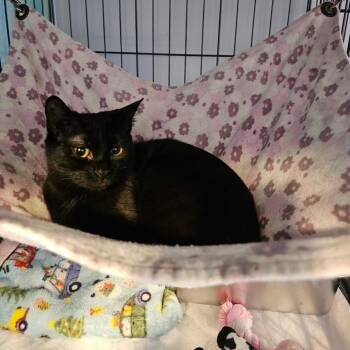 Domestic Short Hair Cats Available for Adoption - Nancy Wheeler | PetCurious