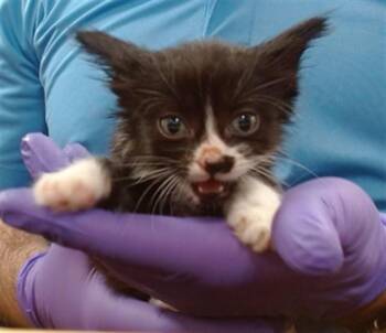 WILLIAM -  Domestic Short Hair Cat for Adoption in Doral, Florida - WILLIAM | PetCurious