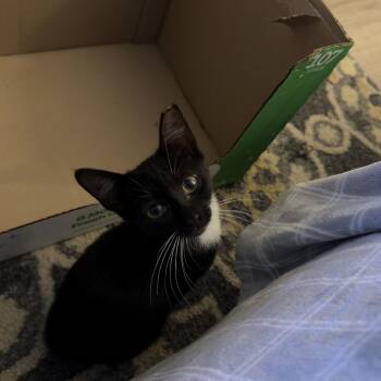 georgina -  Tuxedo Cat for Adoption in North Myrtle Beach, South Carolina - Georgina | PetCurious