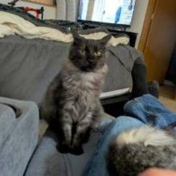 Shadow -  Domestic Long Hair and Domestic Short Hair Cat for Adoption in Woodinville, Washington - Shadow | PetCurious