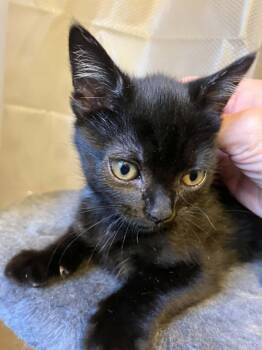 Domestic Short Hair Cats Available for Adoption in Warren, New Jersey - Delaney | PetCurious