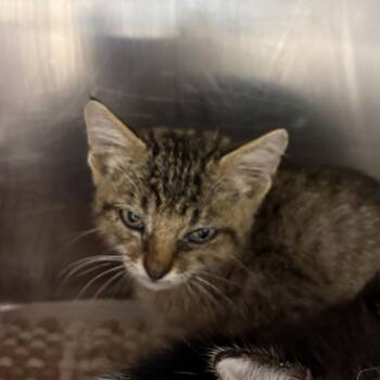 Castiel -  Domestic Short Hair Cat for Adoption in San Antonio, Texas - Castiel | PetCurious