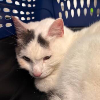 Lumi -  Domestic Short Hair Cat for Adoption in Manhattan, Kansas - Lumi | PetCurious