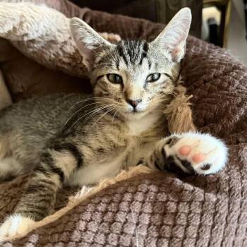 Jane -  Tabby Cat for Adoption in Foley, Alabama - Jane | PetCurious