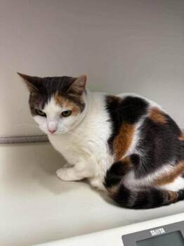 Luna -  Domestic Short Hair Cat for Adoption in Annapolis, Maryland - Luna | PetCurious