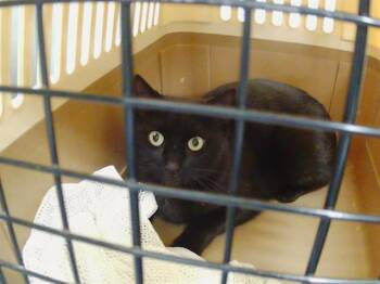 Domestic Short Hair Cats Available for Adoption in Charlotte, North Carolina - FRESH | PetCurious