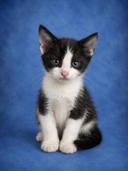 Baxter -  Domestic Short Hair Cat for Adoption in Taylorsville, North Carolina - Baxter | PetCurious