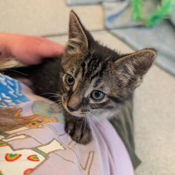Horseshoe -  Domestic Short Hair Cat for Adoption in Wheeling, Illinois - Horseshoe | PetCurious