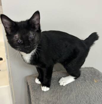 Matilda -  Domestic Short Hair Cat for Adoption in Murfreesboro, Tennessee - Matilda | PetCurious