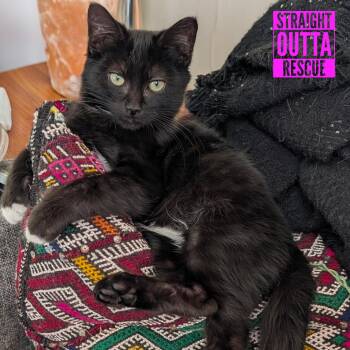 Converse -  Domestic Short Hair Cat for Adoption in Vancouver, British Columbia - Converse | PetCurious