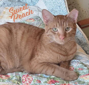 Rescue Tabby and Domestic Short Hair Cats for Adoption in Houston, Texas - Sweet Peach #bonded-to-Frankie | PetCurious