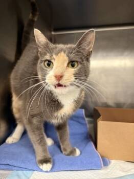 Rescue Domestic Short Hair Cats for Adoption in West Chester, Pennsylvania - Estrella | PetCurious