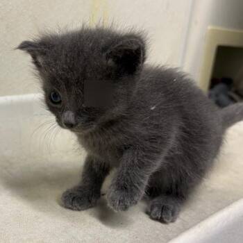 Lavender* -  Domestic Short Hair Cat for Adoption in San Gabriel, California - Lavender* | PetCurious