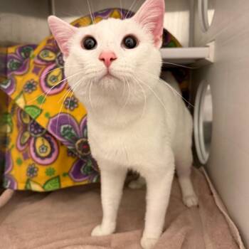 Prism -  Domestic Short Hair Cat for Adoption in Council Bluffs, Iowa - Prism | PetCurious