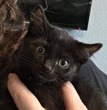 Torrie -  Domestic Short Hair Cat for Adoption in Trophy Club, Texas - Torrie | PetCurious