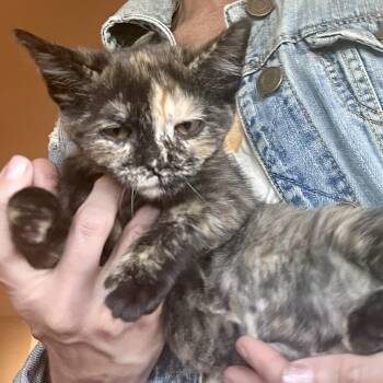 Cheerio -  Tortoiseshell Cat for Adoption in Washington, Pennsylvania - Cheerio | PetCurious