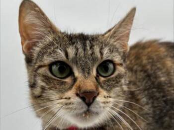 Domestic Short Hair Cats Available for Adoption in Portland, Oregon - Donut | PetCurious