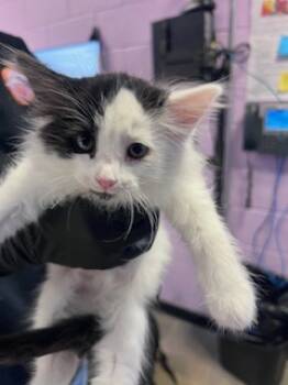 Rescue Domestic Short Hair Cats for Adoption in El Paso, Texas - 59834905 | PetCurious