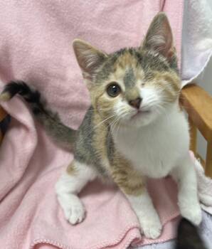 Rescue Domestic Short Hair Cats for Adoption in Irondequoit, New York - Wilhelmina | PetCurious