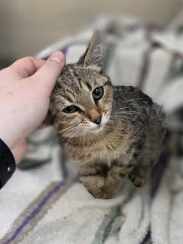 Crouton -  Domestic Short Hair Cat for Adoption in Westland, Michigan - Crouton | PetCurious