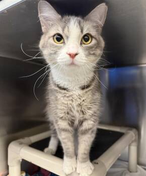 RAMONA -  Domestic Long Hair Cat for Adoption in Las Vegas, Nevada - RAMONA | PetCurious