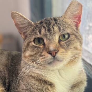 Rescue Domestic Short Hair Cats for Adoption in Decatur, Georgia - Ragetti | PetCurious