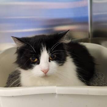 Hayden -  Domestic Medium Hair Cat for Adoption in Walker, Michigan - Hayden | PetCurious