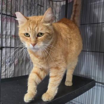 Marmalade - Chino Hills Location -  Domestic Short Hair Cat for Adoption in Chino Hills, California - Marmalade - Chino Hills Location | PetCurious