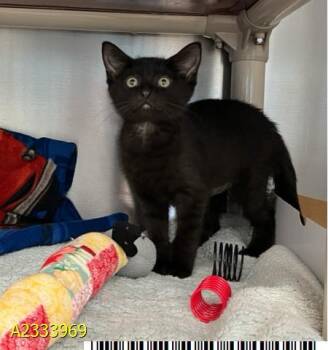 MAIZEY -  Domestic Short Hair Cat for Adoption in West Palm Beach, Florida - MAIZEY | PetCurious