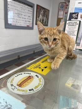 Leland -  Domestic Short Hair Cat for Adoption in Ontario, California - Leland | PetCurious