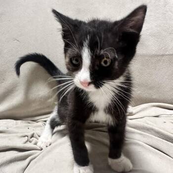 Ohatani -  Domestic Short Hair Cat for Adoption in Spokane, Washington - Ohatani | PetCurious