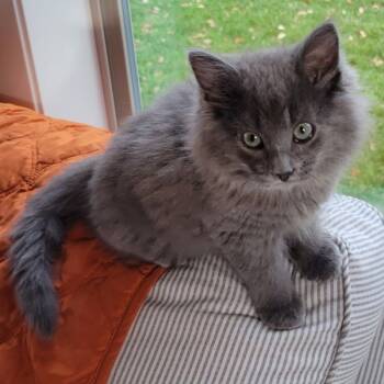 Rescue Domestic Long Hair Cats for Adoption in Des Moines, Iowa - Cuddles --- Bonded Buddy With Snuggles | PetCurious