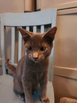 Domestic Short Hair Cats Available for Adoption - Little Boy Blue 0351 | PetCurious
