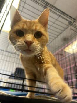 Rescue Domestic Short Hair Cats for Adoption in Muncie, Indiana - Jack O