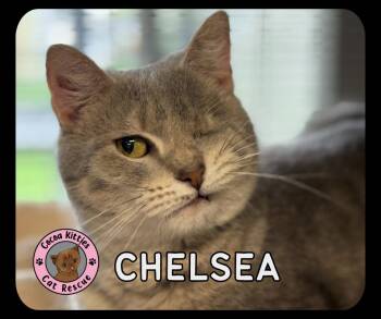 Domestic Short Hair Cats Available for Adoption in Hershey, Pennsylvania - Chelsea | PetCurious