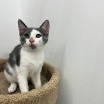 Rescue Domestic Short Hair Cats for Adoption in Portage, Michigan - Ryder | PetCurious