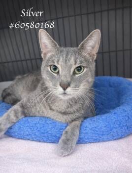 Tabby Cats Available for Adoption in Wilkes-barre, Pennsylvania - Silver | PetCurious