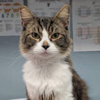 Scooter -  Domestic Long Hair Cat for Adoption in New Castle, Delaware - Scooter | PetCurious