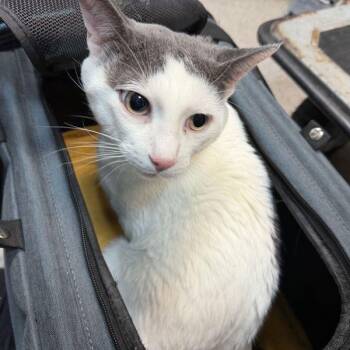 Kiko -  Domestic Short Hair Cat for Adoption in New York, New York - Kiko | PetCurious