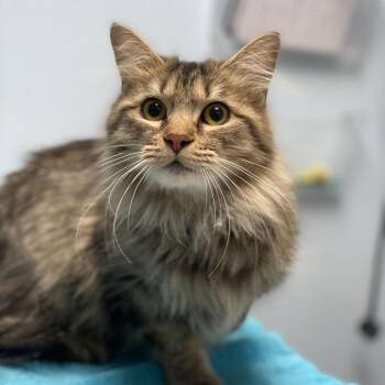 Domestic Medium Hair Cats Available for Adoption in Riverside, California - Prestigious | PetCurious