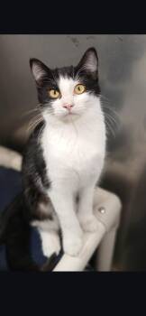 Extra Toes Cat Hemingway Polydactyl Cats Available for Adoption in Medford, Wisconsin - Abigail  | PetCurious