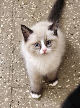 Hank -  Domestic Short Hair Cat for Adoption in Victor, New York - Hank | PetCurious