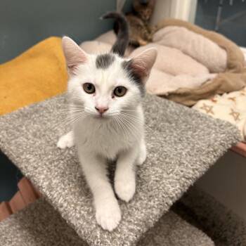 Cumin -  Domestic Short Hair Cat for Adoption in Fresno, California - Cumin | PetCurious