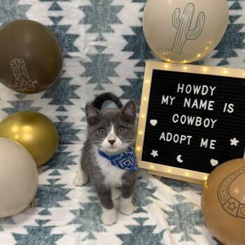 Russian Blue and Domestic Short Hair Cats Available for Adoption in Carmel, Indiana - Cowboy | PetCurious